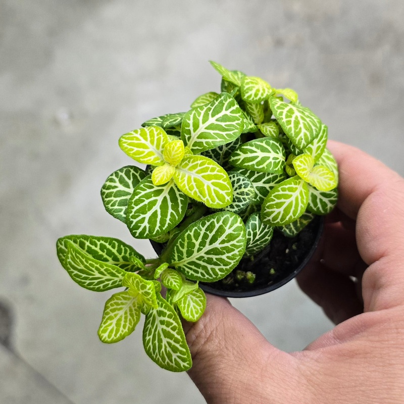 Fittonia ‘Joly Lemon’ – 3|CL2C
