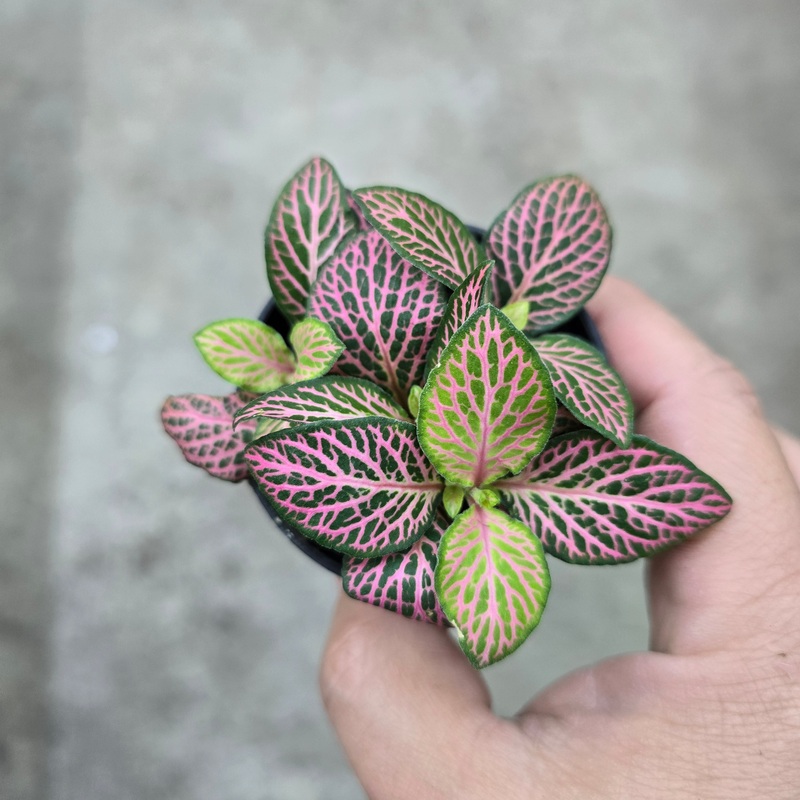 Fittonia ‘Mistral’ – 3|CL2C|CL2C
