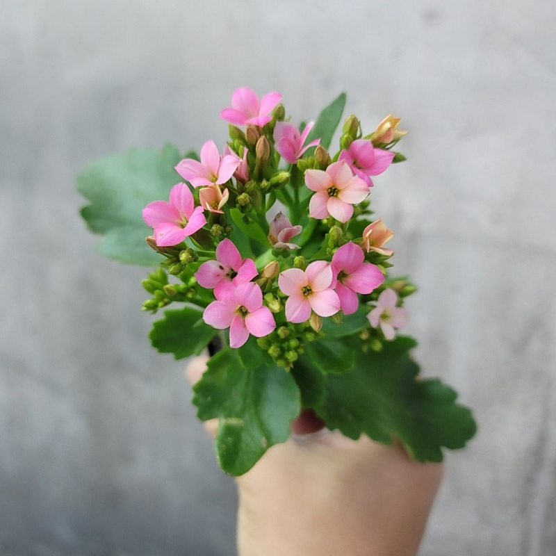 Florist Kalanchoe – 2|CL6D|CL6D