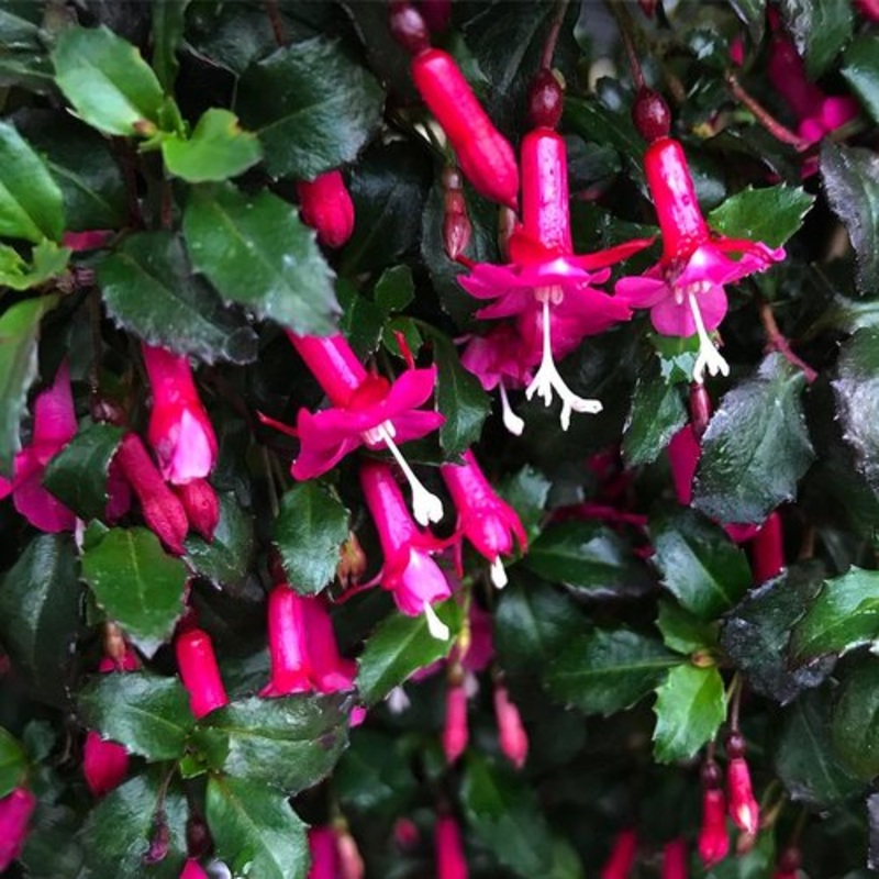 Fuchsia microphylla – 3.5|OS|OS
