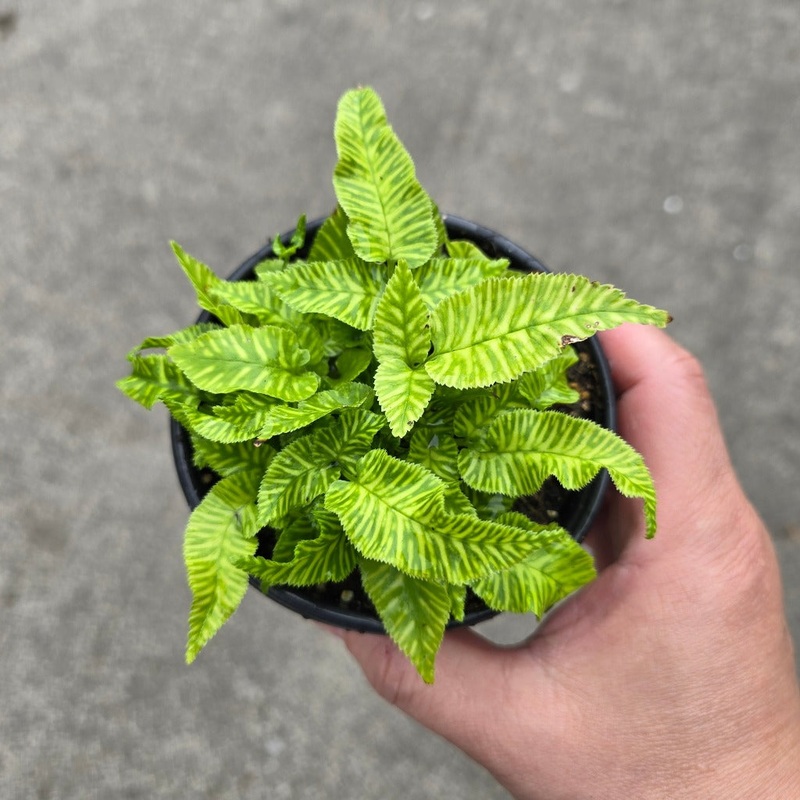 Golden Zebra Fern – 4|BR05B|BR05B