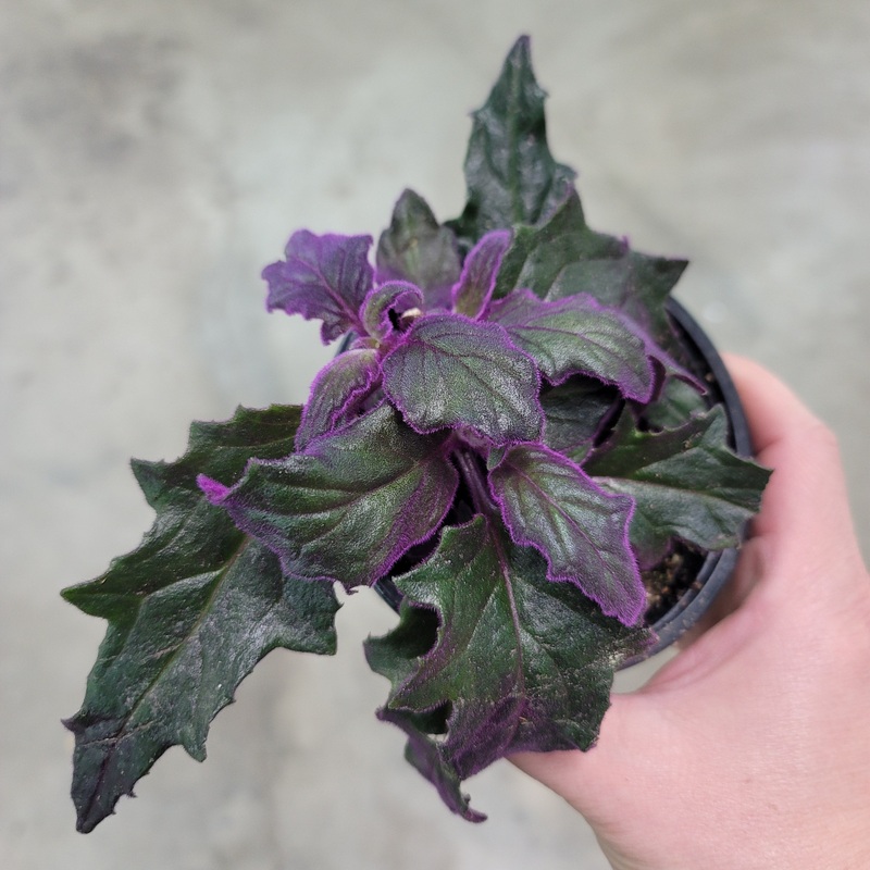 Gynura aurantiaca – 4|R4AD|R4AD