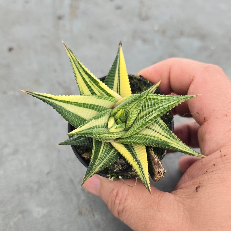 Haworthia limifolia variegata – 2