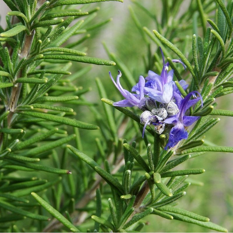 Herb – Rosemary ‘Tuscan Blue’ 3.5