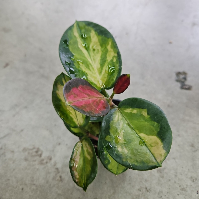 Hoya australis lisa – 2|R2CB|R2CB