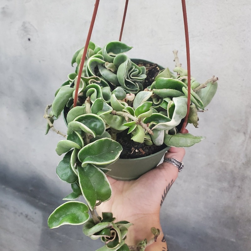 Hoya carnosa ‘Compacta Variegata’ – Upright – 6