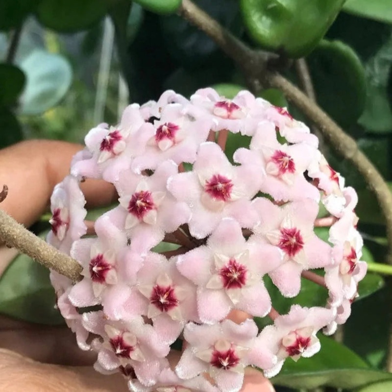 Hoya carnosa ‘Krinkle 8’ – 6 HB