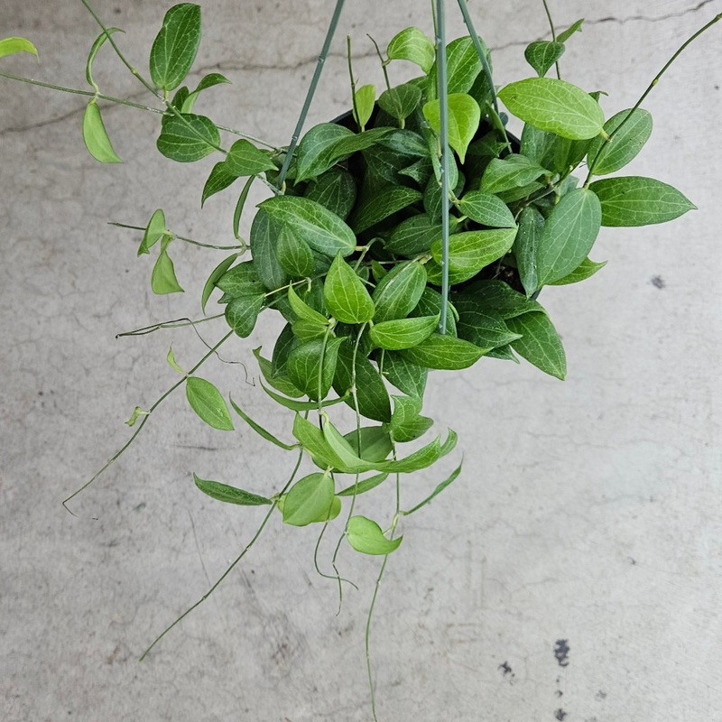 Hoya fitchii – HB 6|R2AD|R2AD