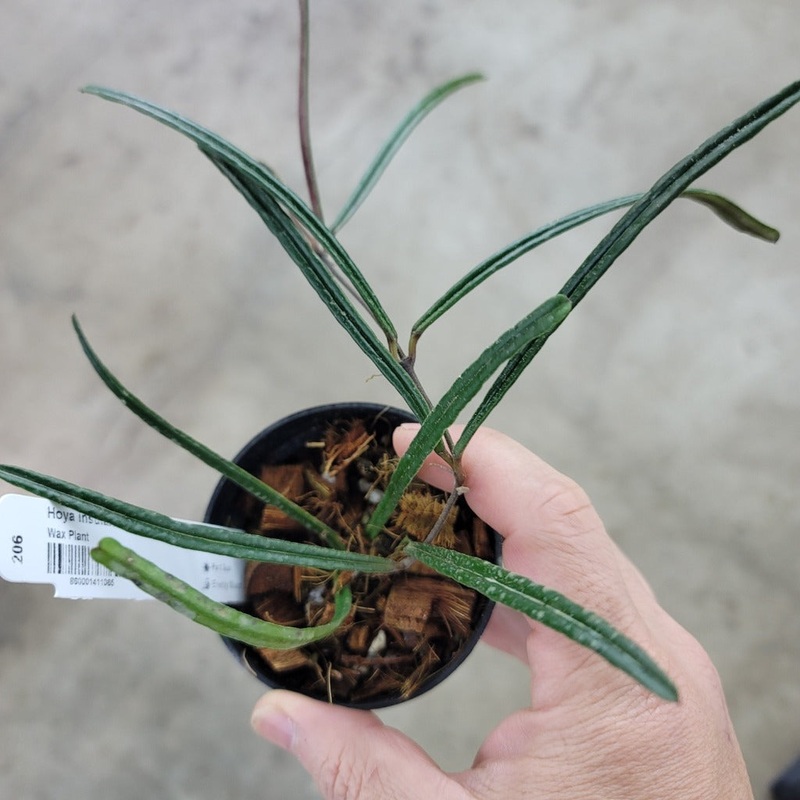 Hoya insularis – 4|SR1B|SR1B