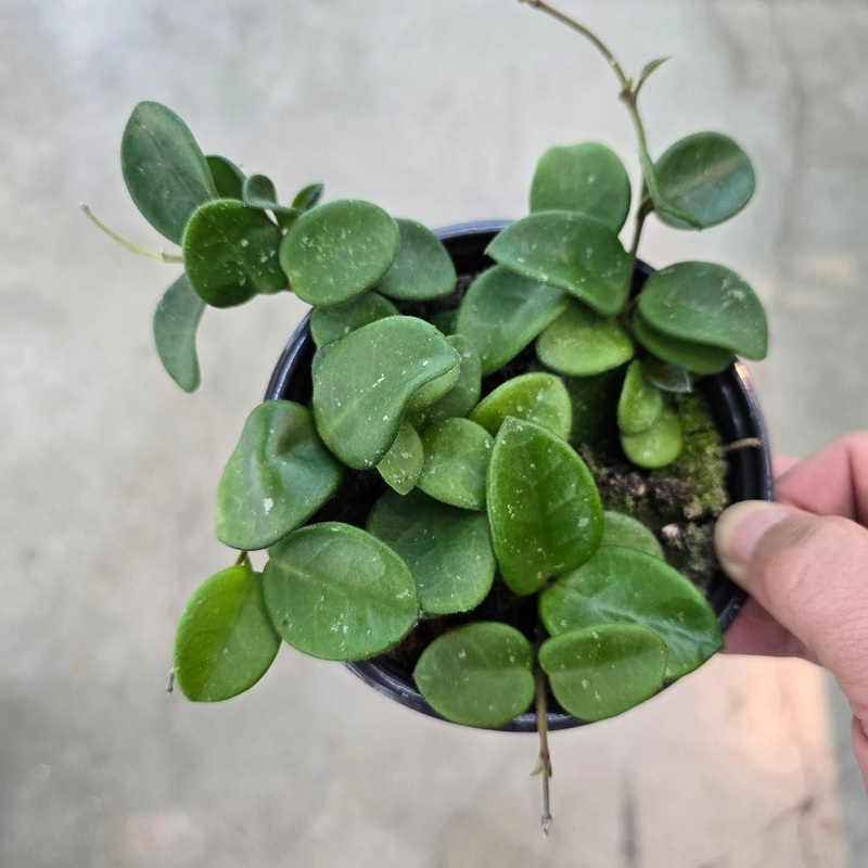 Hoya ‘Mathilde – 4|R2CB|R2CB