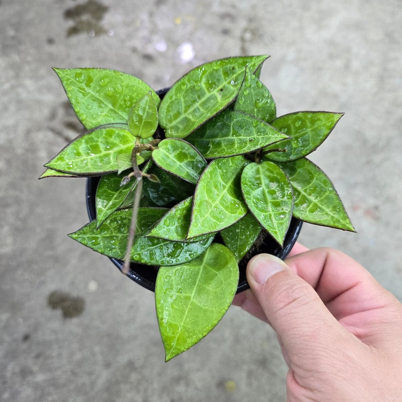 Hoya parasitica ‘black margin’ – 4