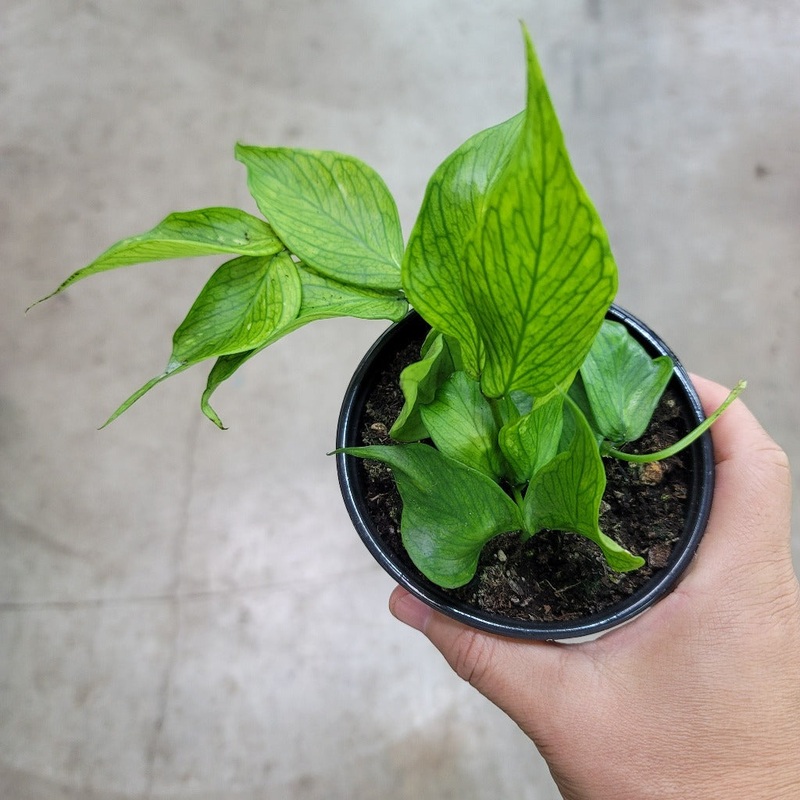 Hoya polyneura – 4|R2BB|R2BB