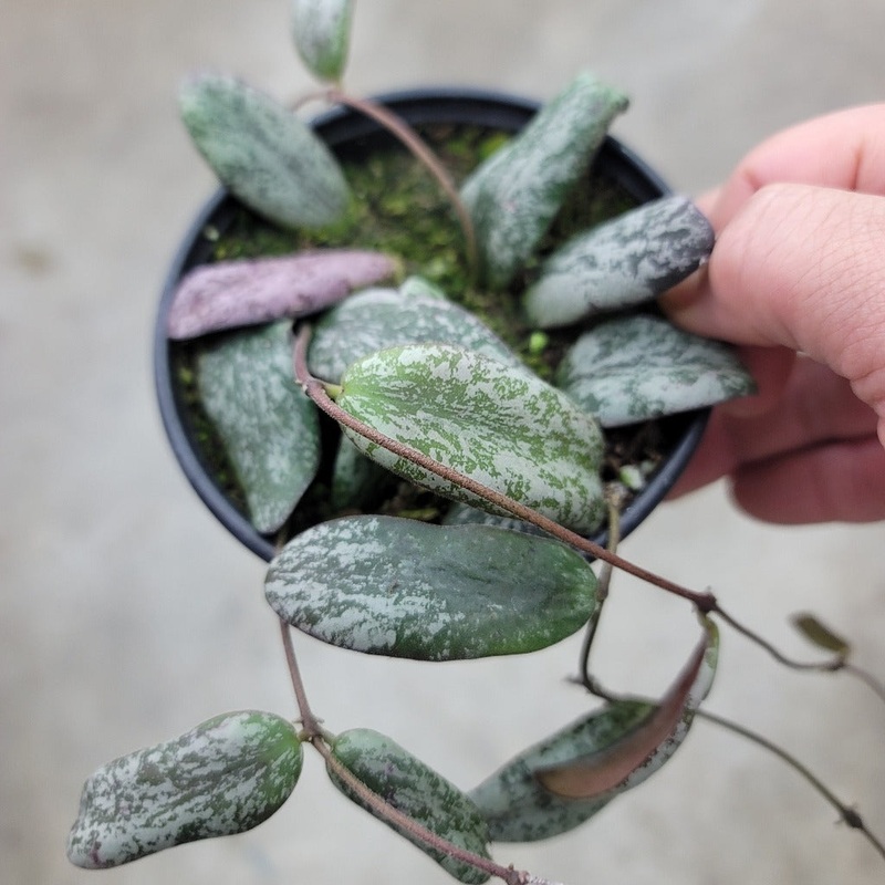 Hoya sigillatis borneo – 4 HB|R2CB