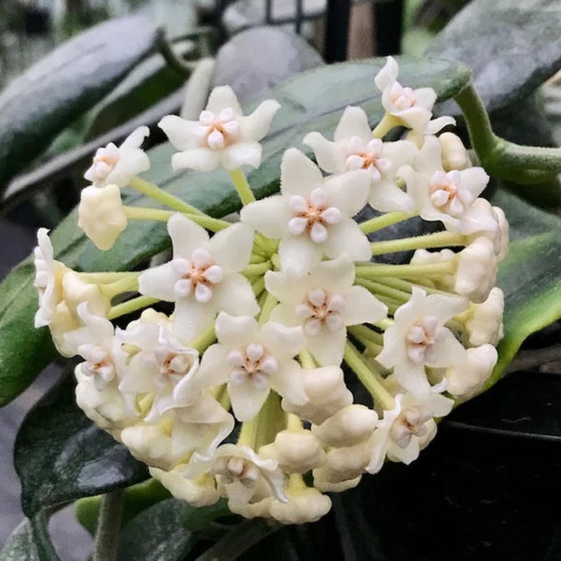 Hoya villosa – 4|R2BB|R2BB