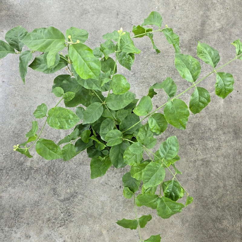 Jasminum sambac – 6|OS|OS