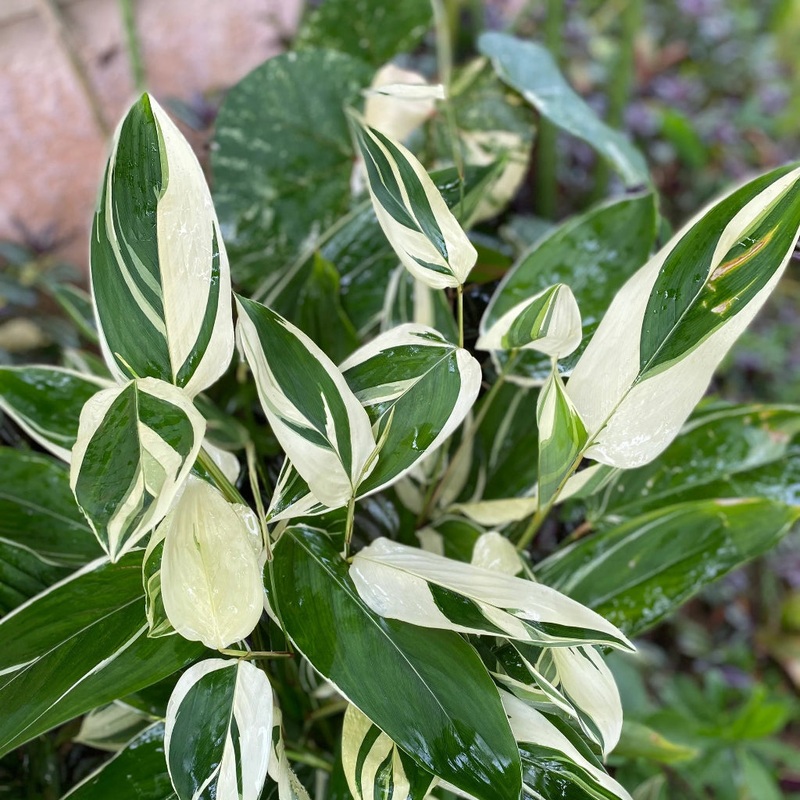 Maranta arundinacea  ‘Variegated’ – 2