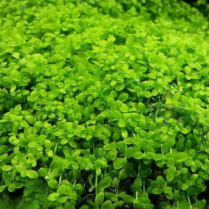 Micranthemum ‘Monte Carlo’ – 2 (ADA)