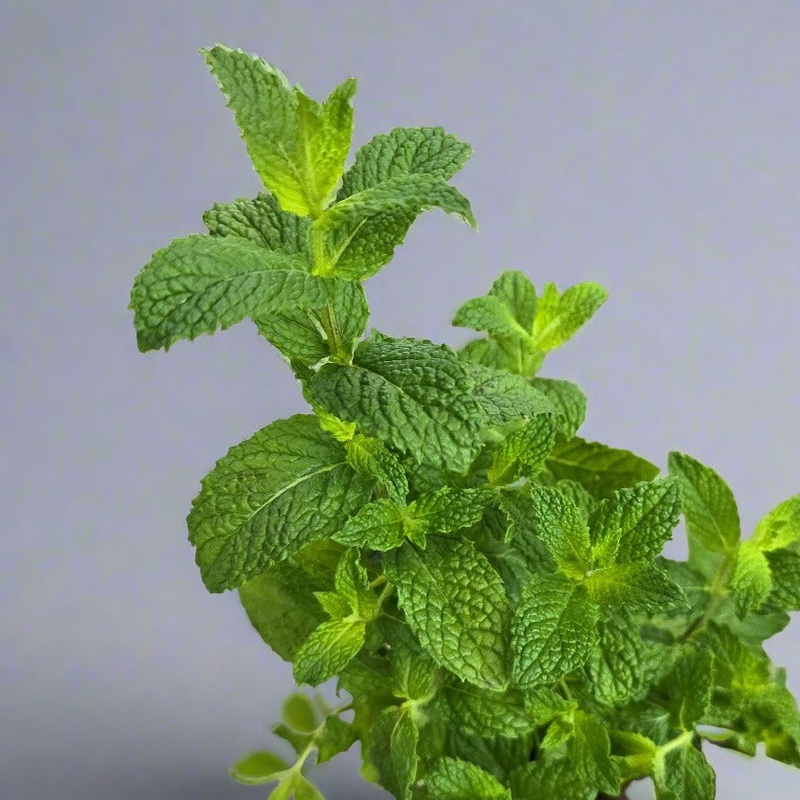 Mint Mojito – 3.5|OS|OS