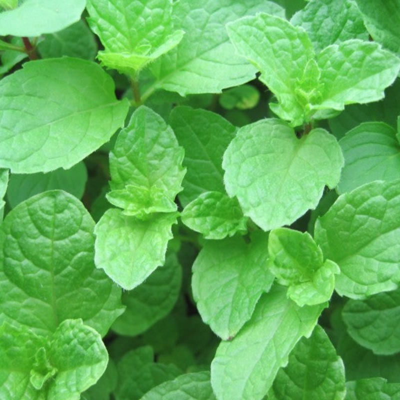 Mint Thai – 3.5|OS|OS