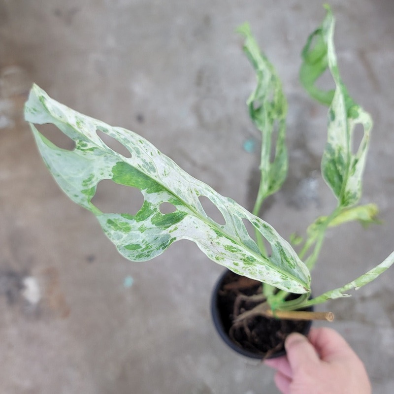 Monstera adansonii Mint – 4|BR02B