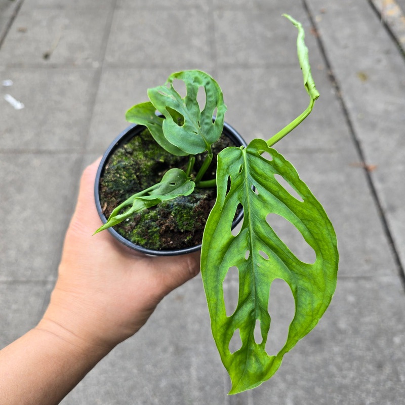 Monstera adansonii narrow form – 4