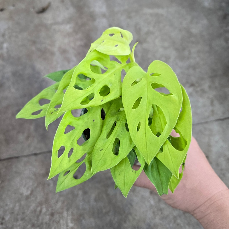 Monstera adansonii Neon Madonna – 3