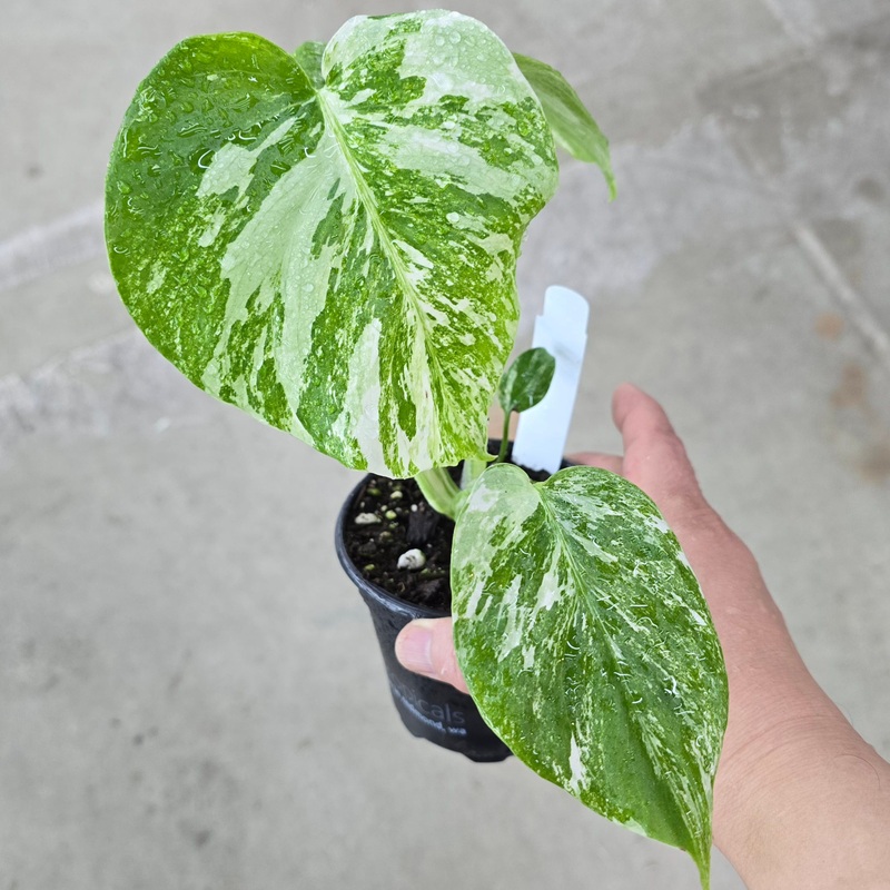 Monstera borsigiana albo – 4|CASE