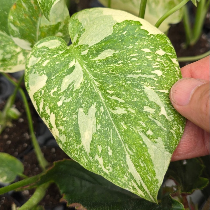 Monstera deliciosa ‘Thai Constellation’ – 2 (HV)