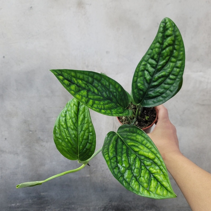 Monstera peru – 4|BR01B|BR01B