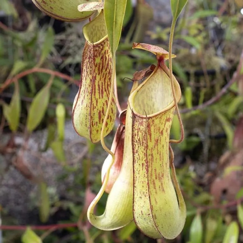 Nepenthes alata – 3|TBD|TBD