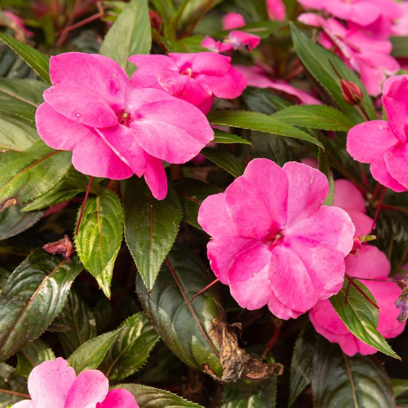 New Guinea Impatiens – 4|OUTSIDE