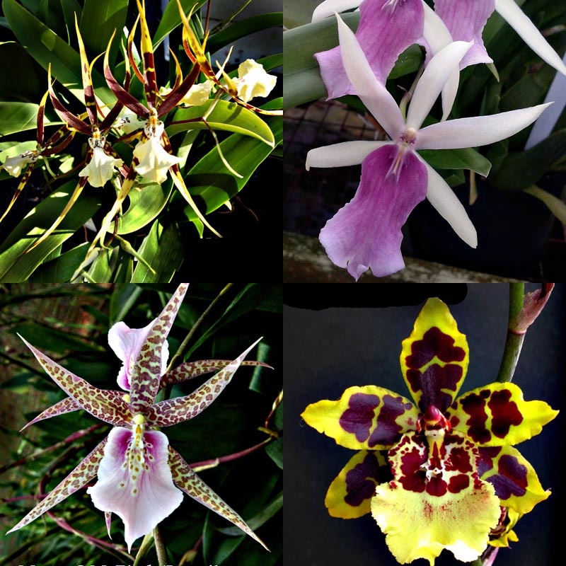 Oncidium intergeneric – 4