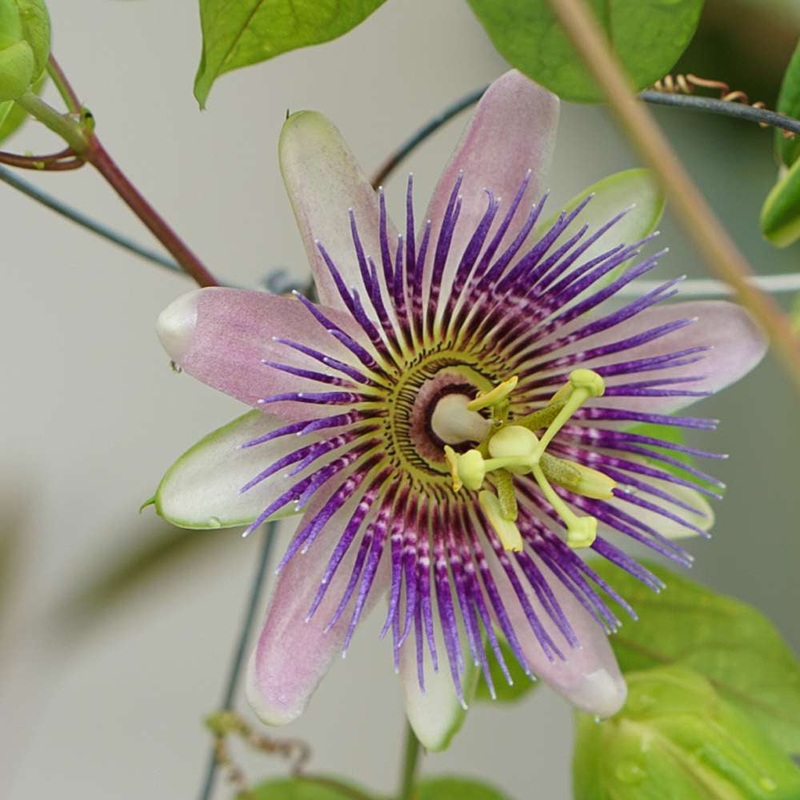 Passiflora edulis – 4|OUTSIDE|OUTSIDE
