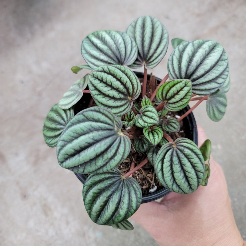 Peperomia albovittata Peacock – 4