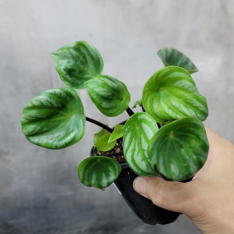 Peperomia argyreia – 4|BR08D|BR08D