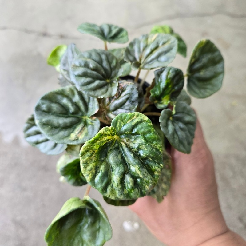 Peperomia caperata ‘Pink Lady’  – 4