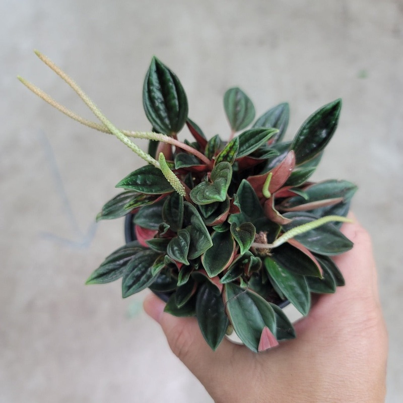 Peperomia caperata ‘Rosso’ – 4