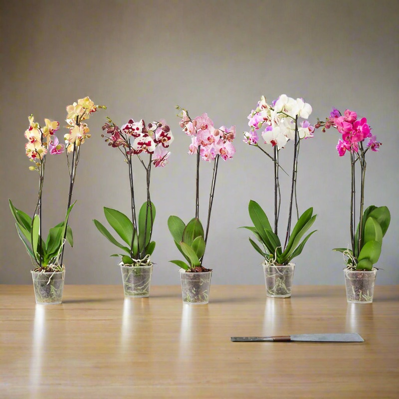Phalaenopsis assorted – 2|TR|TR