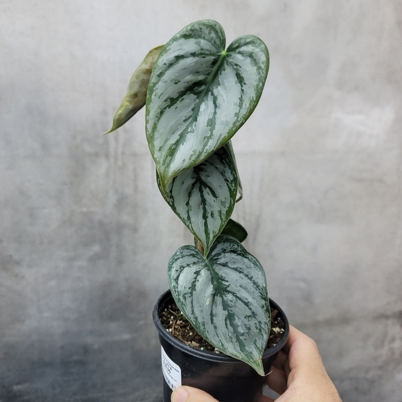 Philodendron brandtianum – 4 (rescue)