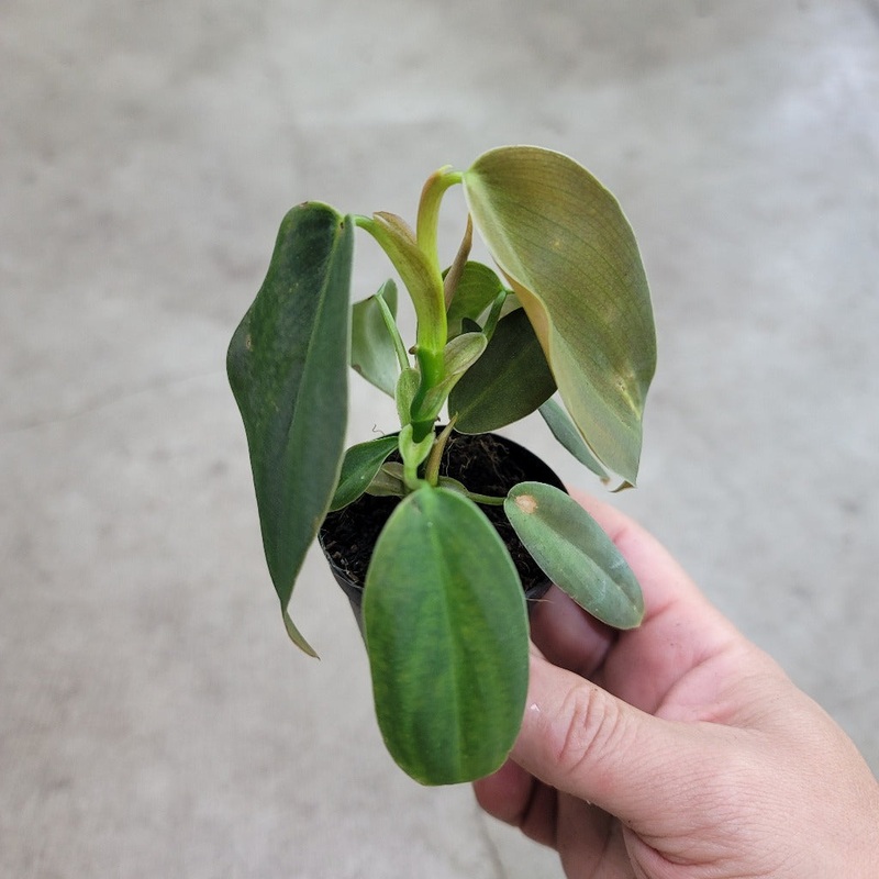 Philodendron gigas – 2|CL1D|CL1D