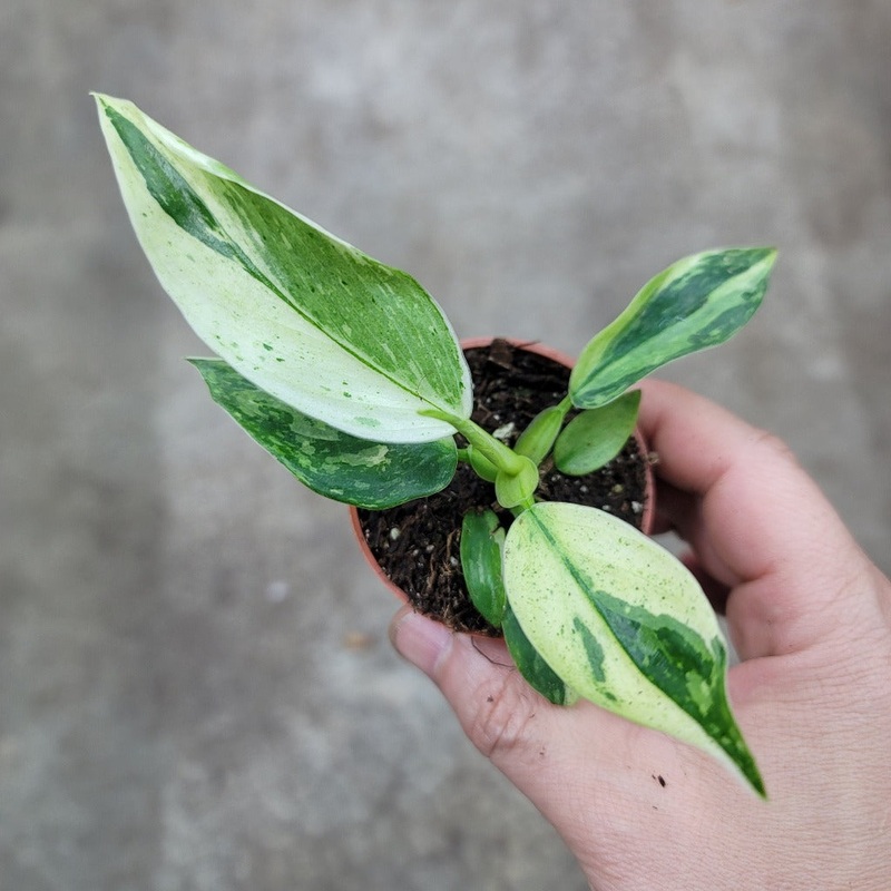 Philodendron Jose Buono – 2|CL1C