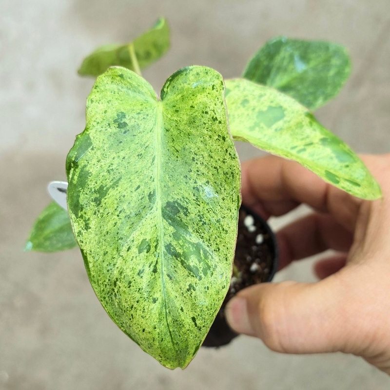 Philodendron paraiso verde – 2