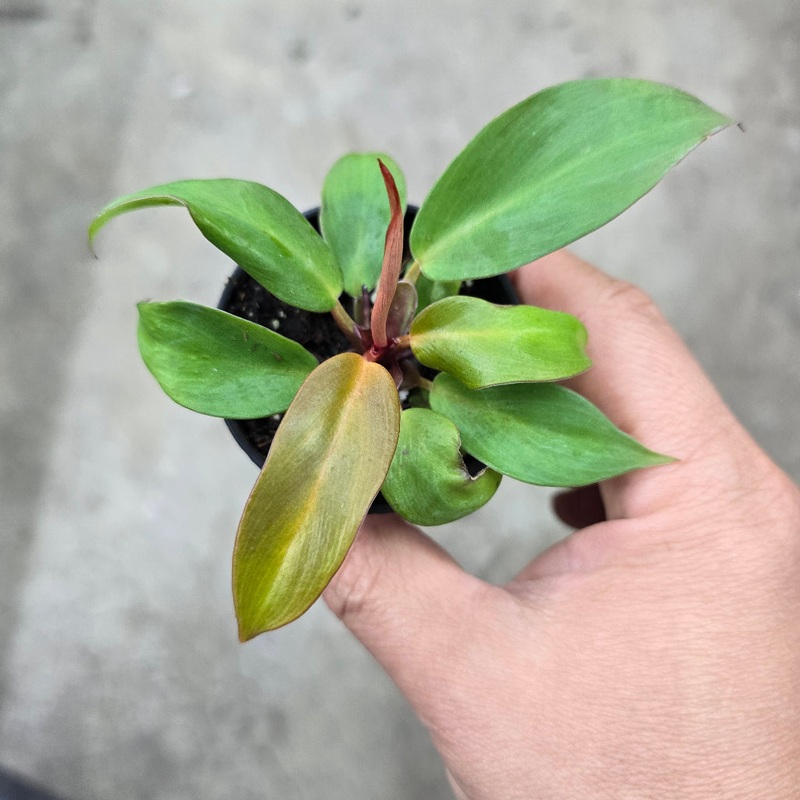 Philodendron ‘Red Moon’ – 2|CL1D