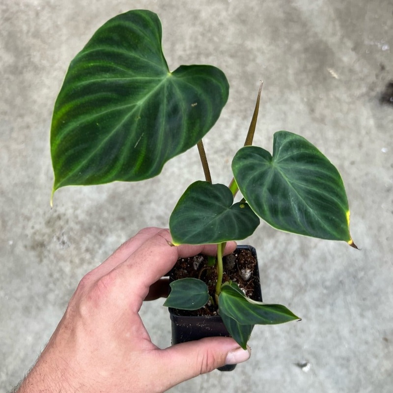 Philodendron verrucosum – 2|BR12C