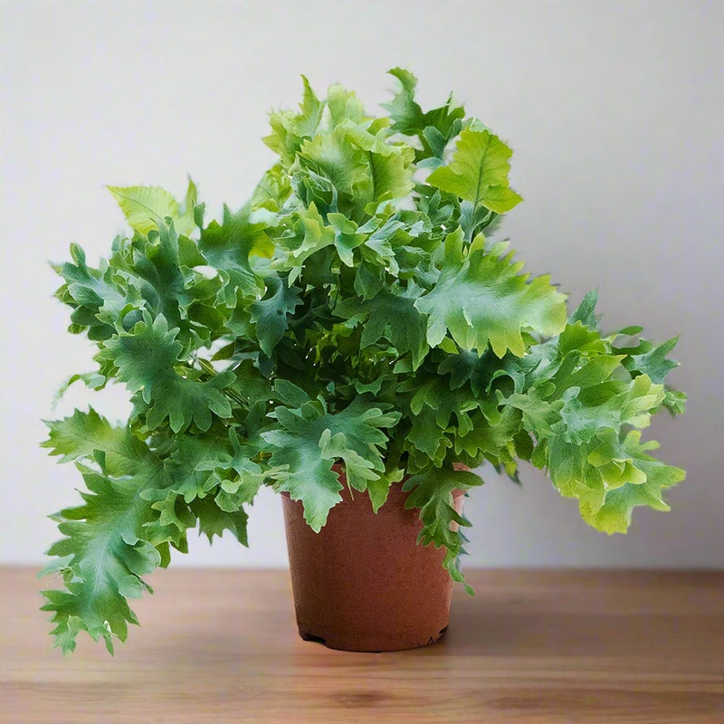 Phlebodium aureum ‘Davana’ – 6