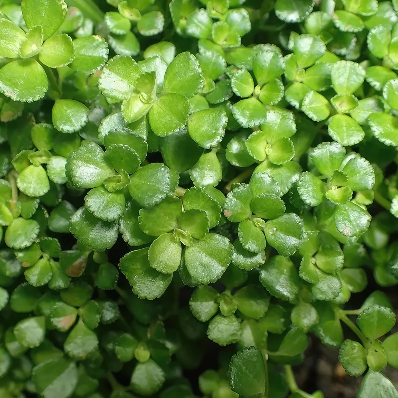 Pilea depressa (Baby Tears) -2