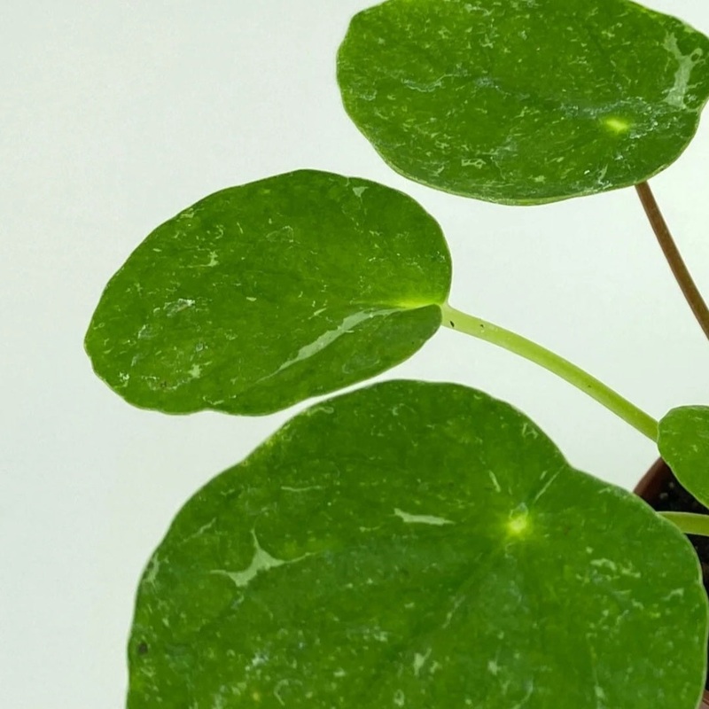 Pilea peperomioides ‘sugar’ – 4