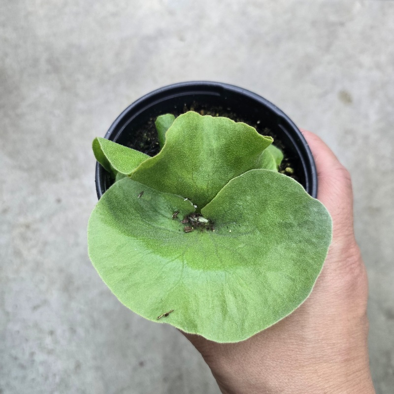 Platycerium wandae Racib – 4|BR19