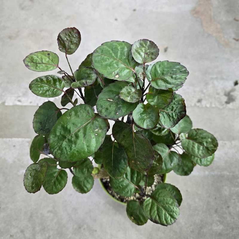 Polyscias scutellaria ‘Fabian’ – 6