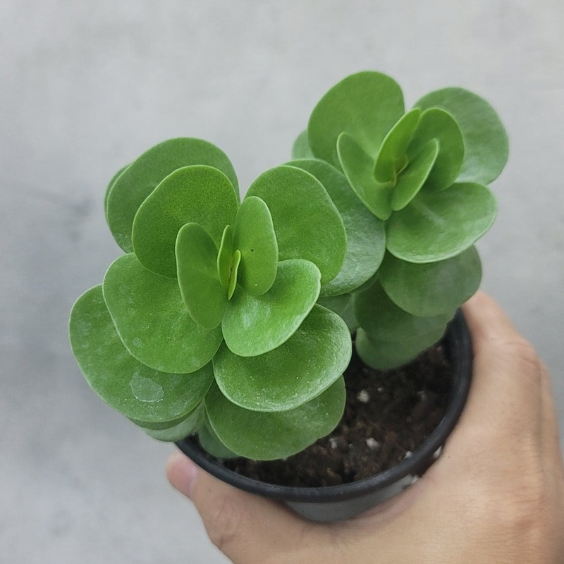 Portulaca molokiniensis – 4|R4BB